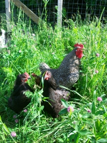 lesperance farm chickens